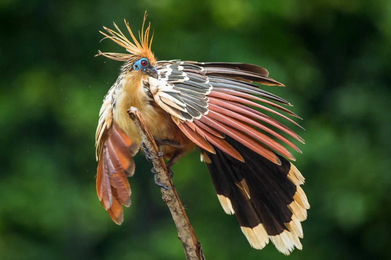 Pumarinri Amazon Lodge Tarapoto Εξωτερικό φωτογραφία